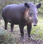 Imagine atasata: tapir_b.jpg